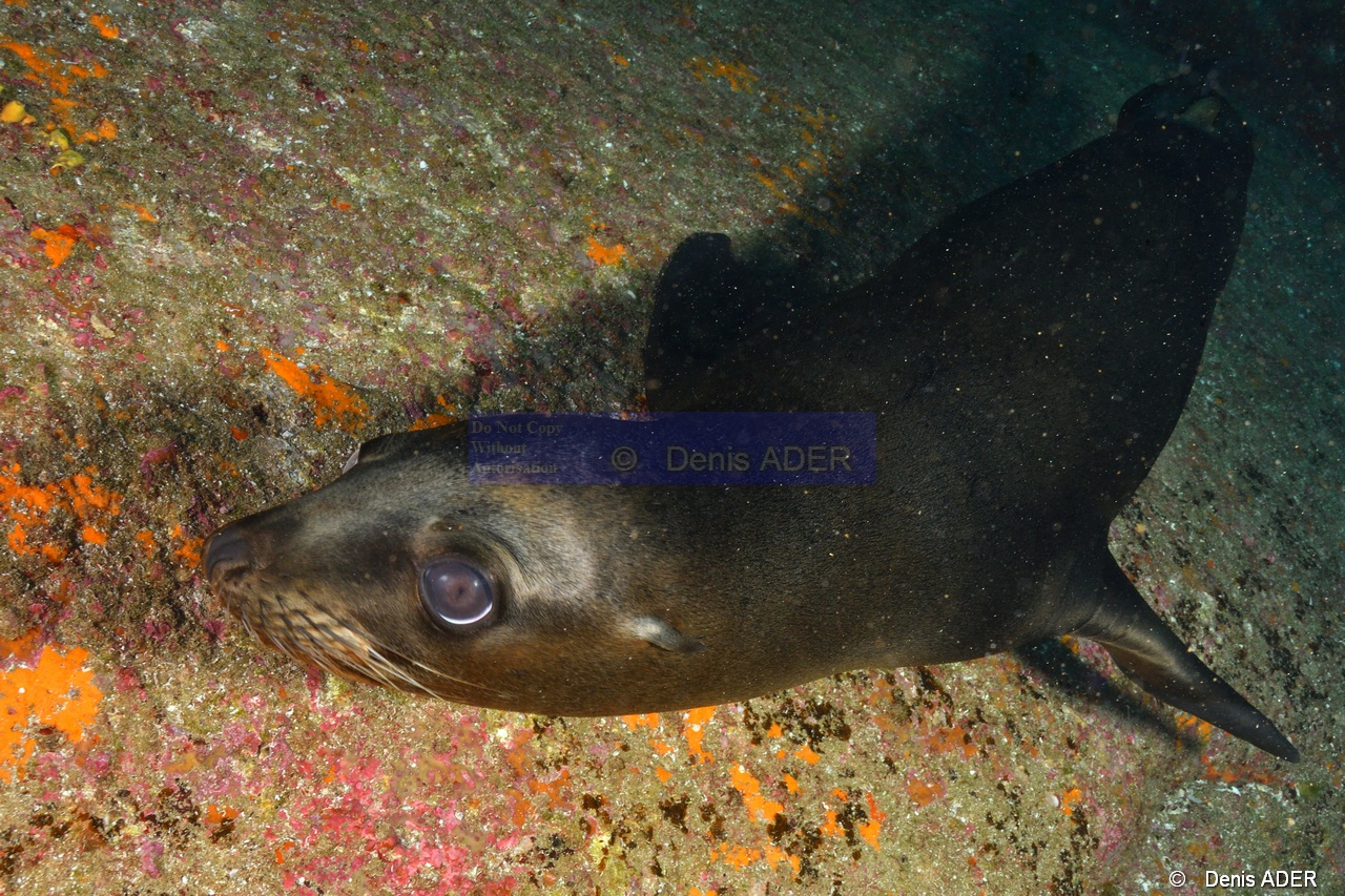 Zalophus californianus Otarie de Californie-La Paz Los Islotes-12m-20181025-Denis-ADER-DSC_0038_tn.jpg